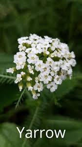 Pin On Flowers