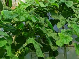 Image result for Dioscorea alata