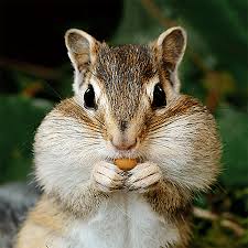 Their hoarding behavior helps to disperse seeds and spores that become new plants. 10 Natural Ways To Get Rid Of Chipmunks In Your Property Pest Wiki