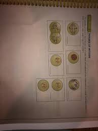 Jul 10, 2017 · 8. Exercise 3 Phases Of Mitosis The Phases Of Mitosis Chegg Com