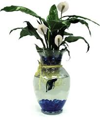 Yonkers Gift Basket Delivery Same Day Gift Basket Delivery Blossomflower Yonkersflowers Yonkersflorist Yonkersny In 2020 Fish Plants Fish Centerpiece Betta Fish