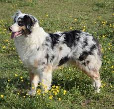 They were born on january 22nd 2021 and ready for rehoming on march 19, 2021. Australian Shepherd Red Merle