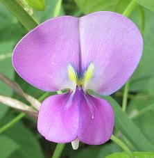 Image result for Vigna unguiculata