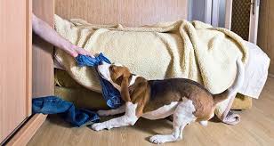 They say for every flea you see on your pet, there are at least 20 other forms of the flea that are living in your carpet and home. My Dog Bit Me Now What Cesar S Way