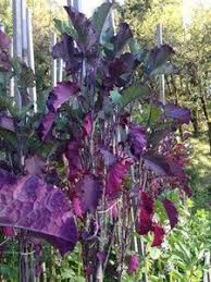 Tree collards tree collards are a perennial brassicas (the family of kale, cabbage, collard greens, etc) native to the african continent. Tree Collards The Green That Keeps On Giving Bountiful Garden Plants Perennial Vegetables