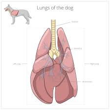 If Your Pup Has Common Condition There Are Natural Ways To Help As Well As Traditional Lucky Puppy Dog Vector Dogs