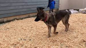 We did not find results for: Muddy Backyard Fix If You Have Dogs Youtube