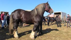 Case de vânzare în suceava. Cai Grei ArmÄƒsar Pentru MontÄƒ Calul Lui Dl Teodor Din Suceava Youtube