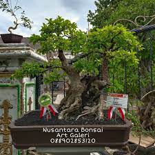 Pada alam bebas tanaman rukem ini dapat tumbuh mencapai tinggi 5 sampai 15 cm dan dengan ranting yang bertonjolan tidak teratur. Bonsai Pohon Tanaman Rukem Rukam Istana Bonsai Universal Facebook