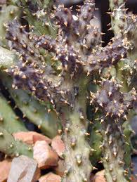 Las anod, somalia, gelbe bl ten /yellow flowers. Persian Carpet Flower Edithcolea Grandis