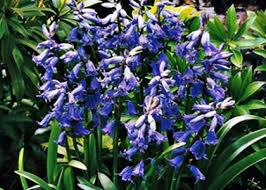 Image result for Scilla benguellensis