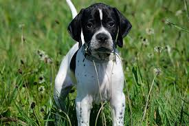 English mastiff english mastiff mix english setter english shepherd english shepherd hybrid english spaniel mix english springer spaniel eskimo mix eskipoo farm kitten foodle forever puppies fox terrier (smooth). Pointer Dog Breed Information