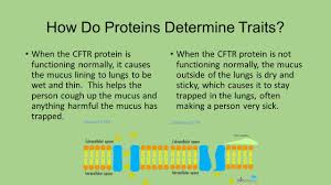Proteins that catalyze (accelerate) chemical reactions, for example, have. Transcription And Translation Ppt Download