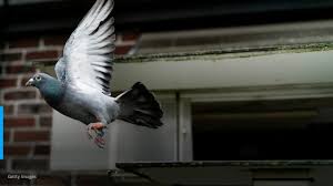 Australia To Kill Pigeon That Made Extraordinary Journey From Oregon
