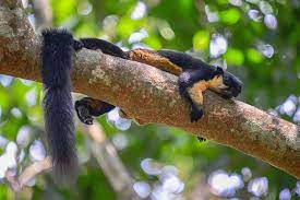 Check spelling or type a new query. File Ratufa Bicolor Black Giant Squirrel Kaeng Krachan National Park 49192401008 Jpg Wikimedia Commons