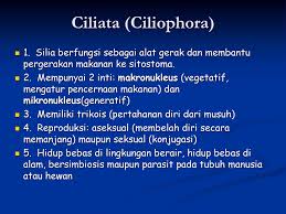 Ciliata berkembang biak dengan cara. Di Susun Oleh Kelompok Ii Anggota Nurhaliza Ppt Download