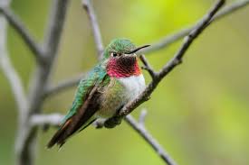 We did not find results for: Backyard Hummingbirds Audubon Rockies