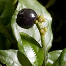 Image result for Chassalia parvifolia