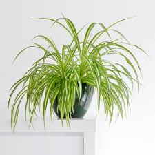On top of that, they also have to be reliable? 18 Best House Plants To Grow Inside British Gq
