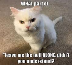 Ah Funny Cat Captions Funny Cat Photos Cat Memes