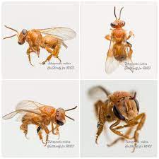 Stingless bee honey is twice as nutritious as ordinary honey, according to the malaysian. Tetragonula Melina Meliponine Stingless Bee Kelulut Stingless Bees Bee Native Bees