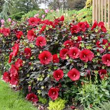 Image result for Hibiscus Red 2016 Vito