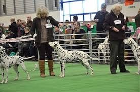 Pedigree Dogs Exposed