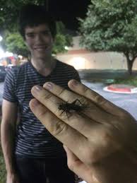 These crickets are in the subfamily oecanthinae of the family gryllidae. Revenge Of The Cricket Nerds Insects In The City