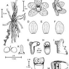 Image result for Nephrangis filiformis