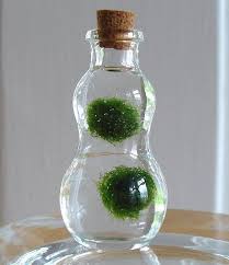 Sale Zen Pet Micro Marimo Moss Balls Gourd Bottle Mini Terrarium 14 95 Via Etsy Marimo Moss Ball Marimo Moss Ball Terrarium Marimo