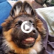 Dogvideo Komik Komikvideo For Dogs Who Are Komik Komikhayv Dog Dog Videos Komik Komikhayvanlar In 2020 Pet Camera Dogs Dog Gifs