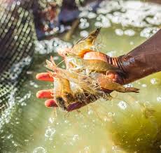 Udang jenis ini masuk kedalam spesies macrobrachium rosenbergii yang banyak ditemui diperairan air tawar yang dangkal. Tips Jitu Memancing Udang Dengan 8 Rekomendasi Alat Pancing Udang Galah Yang Oke
