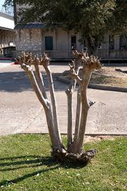 To properly prune a mature crepe myrtle, you need three tools: Stop The Crape Murder