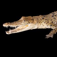 saltwater crocodile national geographic