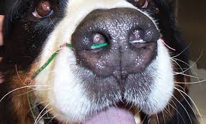 An oxygen cage is an excellent choice for a patient that may not tolerate placement of nasal cannulas (e.g., cats, brachycephalic breeds). Novel Canine Oxygen Therapy Techniques Clinician S Brief