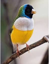 Bird With Black Head And White Body Pin By Ryan Pickart On Pretty Birds Birds Beautiful Birds Nature Birds