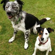 Blue Heeler Border Collie Mix On The Left Jack Russell Terrier With A Mutation On The Right Jack Russell Terrier Best Dogs Puppies