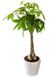 It became popular in taiwan in the 1980's and are considered to keep your money plant from getting too big, grow it in a small pot. Lucky Plants In Front Of The House Flowersandflowerthings Money Tree Plant Plant Care Houseplant Trees To Plant