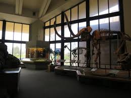 We did not find results for: Dinosaur Skeletons Picture Of Explora Science Center And Children S Museum Of Albuquerque Tripadvisor