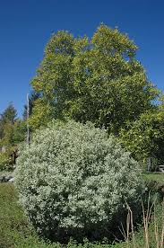 Image result for Pittosporum tenuifolium