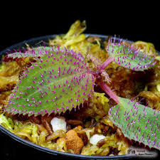 Image result for Sarcophrynium