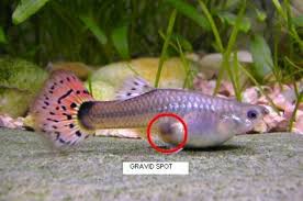 Squash, cucumbers, lima beans, peas, broccoli, cabbage, and lettuce are also great additions to their diets. Guppy Care Fishkeepers Amino Amino