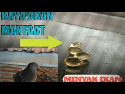 Manfaat minyak ikan dapat anda peroleh dengan mengonsumsi ikan secara langsung atau mengonsumsi suplemen minyak ikan dalam bentuk kapsul atau sirop. Manfaat Minyak Ikan Untuk Merpati Dan Pemberiannya Youtube