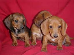 Dachshund dogs adopted on rescue me! Dapple Dachshund Puppies For Adoption The Y Guide