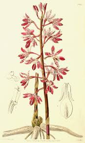 Image result for Centrostigma clavatum