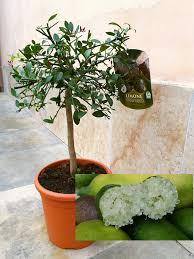 Utilizza un vaso abbastanza capiente e travasa la piantina acquistata. Alberelli Di Limone Alberi Limone Caviale Finger Lime Facebook