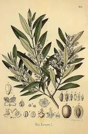 Olive Tree For Tattoo Inspiration Can We Add An Olive Tree Too Olive Tree Tattoos Botanical Illustration Botanical Drawings