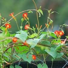 Image result for Ipomoea oenotherae