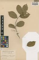 Image result for Securidaca welwitschii