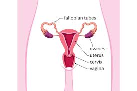 At 8 weeks pregnant, showing a bit can be normal, but not showing is, too! Uterus During Pregnancy Its Size Changes And Role